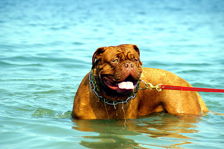 Бордо, куче, де, dogue, вода, Мъди, езеро