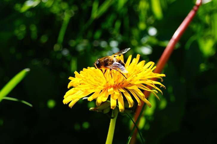 gul blomma, Bee, maskros, insekt, naturen, pollinering, pollen