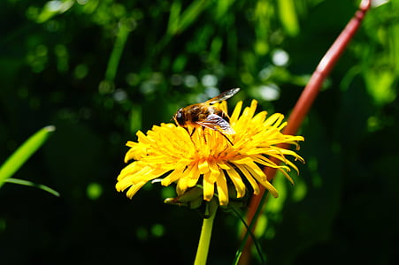 yellow flower, bee, dandelion, insect, nature, pollination, pollen