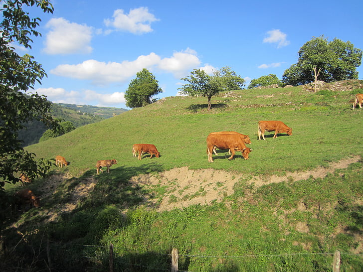 vaca, suero de leche, Dom, verde, montaña, ganado, nos