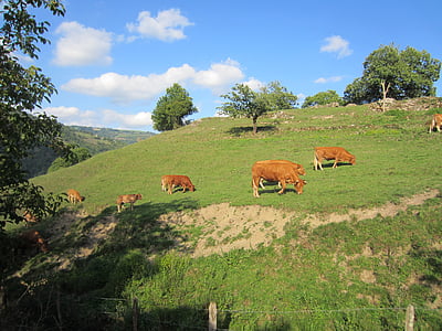 con bò, whey, Dom, màu xanh lá cây, núi, gia súc, chúng tôi