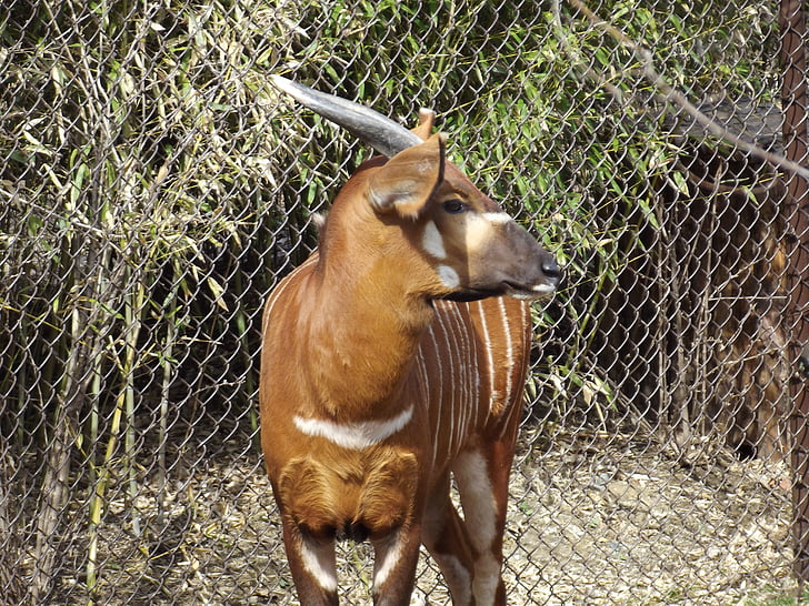 bongo, zoo, animal, wildlife, nature, mammal, antelope