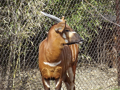 Bongo, Hayvanat Bahçesi, hayvan, yaban hayatı, doğa, memeli, antilop