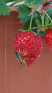 黄蜂, 昆虫, 草莓, 水果, 自然, 动物, 毒刺