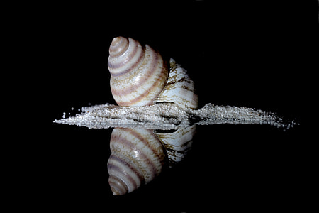 snail, sea snail, housing, memory, holiday, decorative, shell