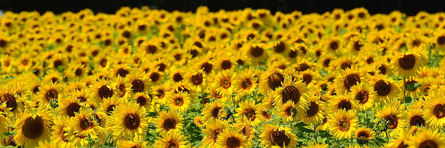 sunflower, bees, summer, garden, blossom, bloom, yellow