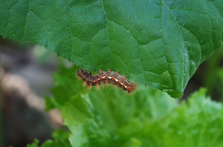 caterpillar, hairy, on a sheet