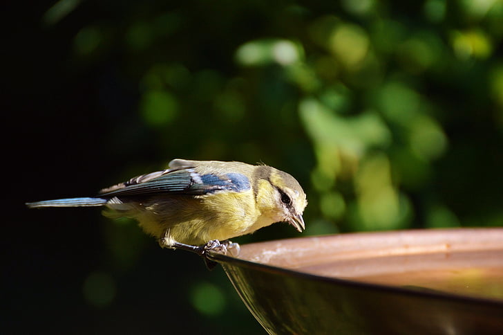 tit, water, drink, thirst, sweet, cute, blue tit
