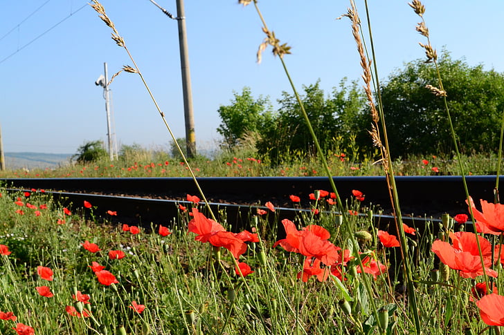 железная дорога, красный, цветок, трава, железная дорога, поезд, путешествия