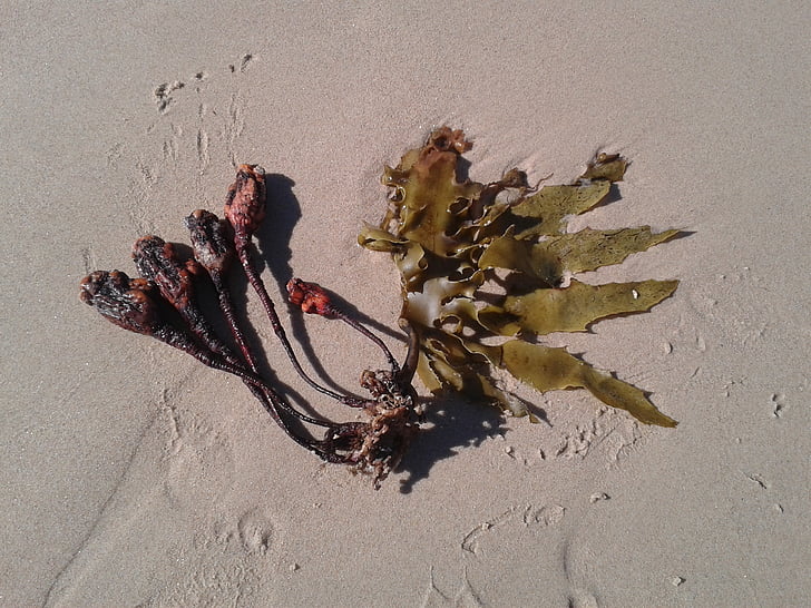 jūras aļģes, smilts, sēklas