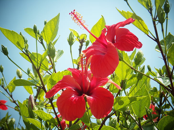 Hibiscus, Hoa, màu đỏ, nhụy hoa, Địa Trung Hải, mùa thu Hoa