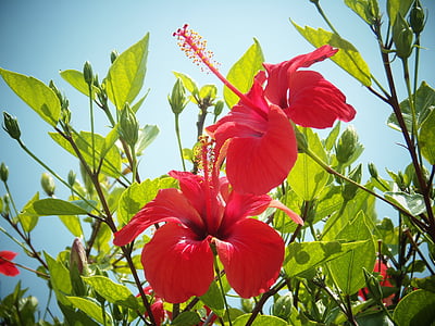 hibiscus, flower, red, pistil, mediterranean, fall flower