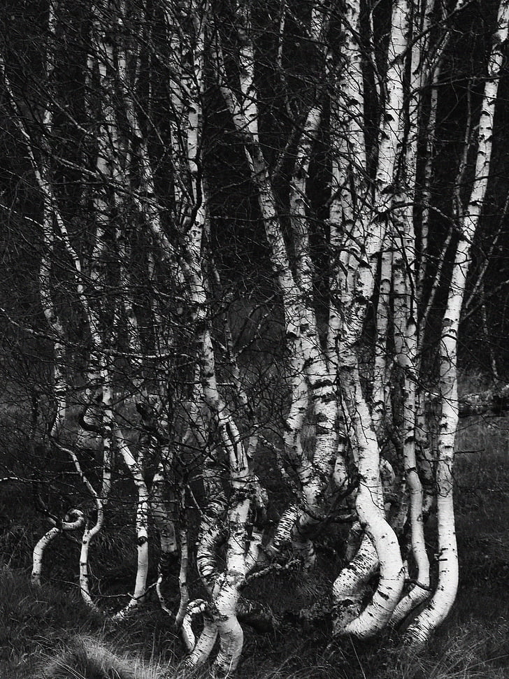 birch, trees, forest