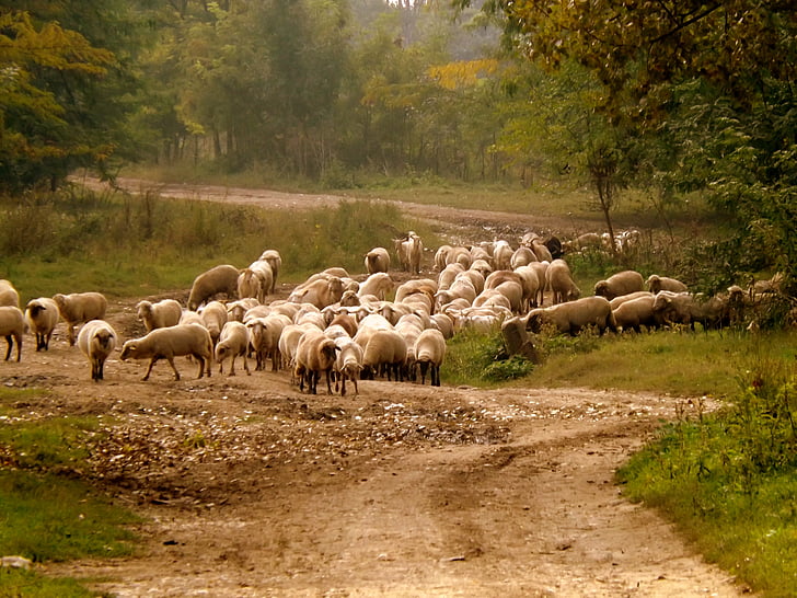 moutons, le troupeau, animal de compagnie, nature, Capra, milieu rural, ferme