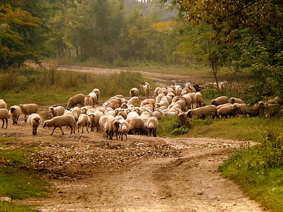 ovce, stada, ljubimac, priroda, Capra, seoskom okruženju, farma