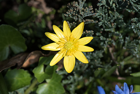 celandine, flower, yellow spring flower, petals, stamp, plant, garden