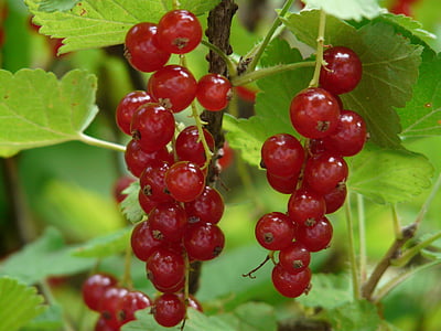 red currant, currants, gooseberry greenhouse, berries, fruit, red, eat