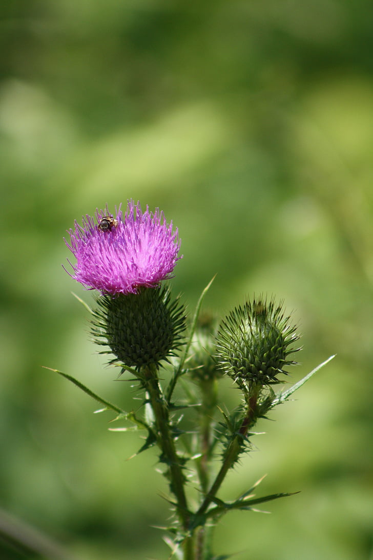 thistle, purple, bee, color, butterfly, pin, wildflower