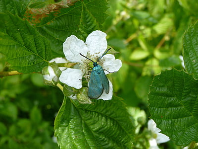 mean green burnet, butterfly, moth, sorrel green burnet, adscita statices, burnet, zygaenidae