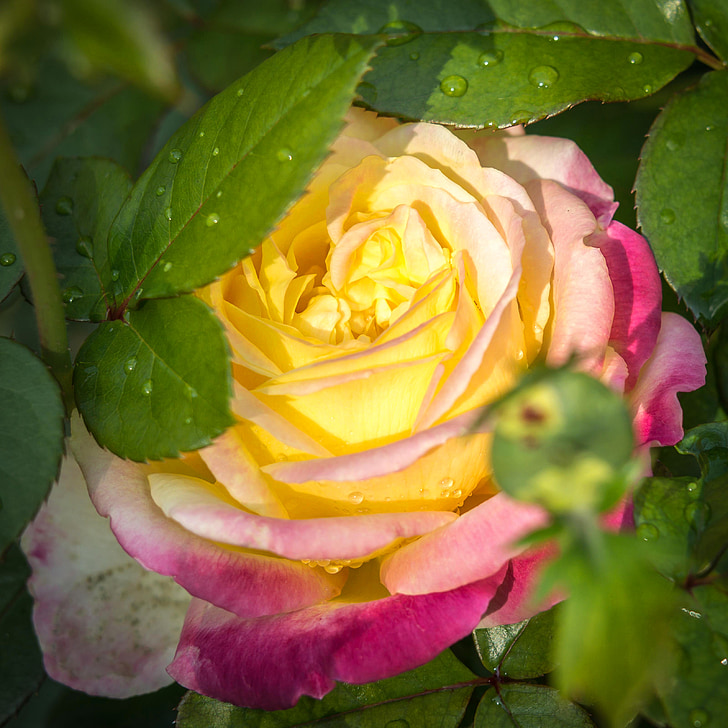 color de rosa, por goteo, flor, floración, agua, Pullman orient expres, lluvia