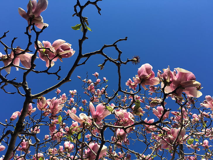 Magnolia, taim, puu, lill, Bloom, loodus, igihaljas