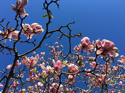 magnolia, plant, tree, flower, bloom, nature, evergreen