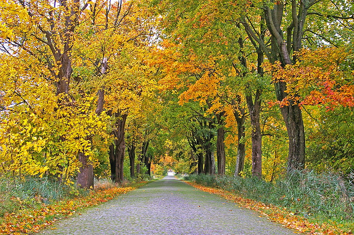 秋, アベニュー, 木, 離れて, 道路, 並木通り, 葉