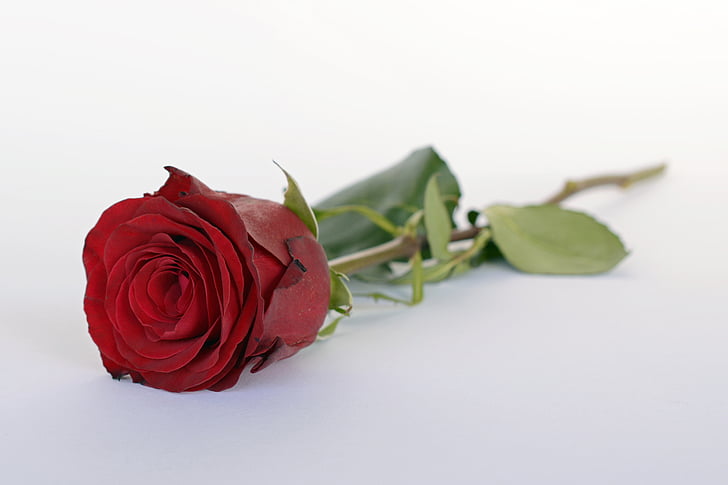 slējās, sarkana, rožu ziedu, romantika, romantisks, mīlu, zieds