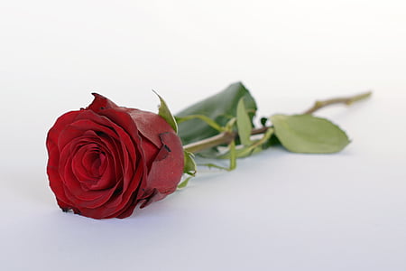 steg, rød, Rose blomst, romantikk, romantisk, kjærlighet, Blossom