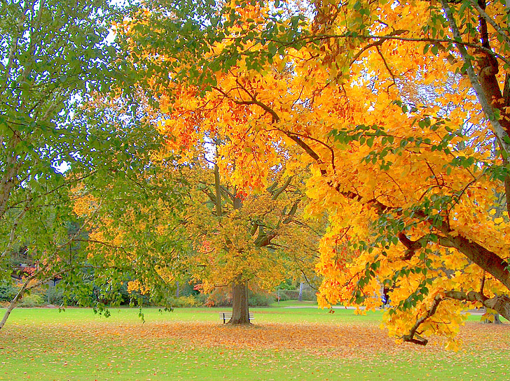 jesień, Park, drzewo, jesienią liście, pojawiają się, Jesienny Las, liść