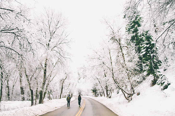 alberi, neve, persone, a piedi, strada, inverno, freddo