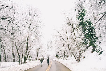 árboles, nieve, personas, caminando, carretera, invierno, frío
