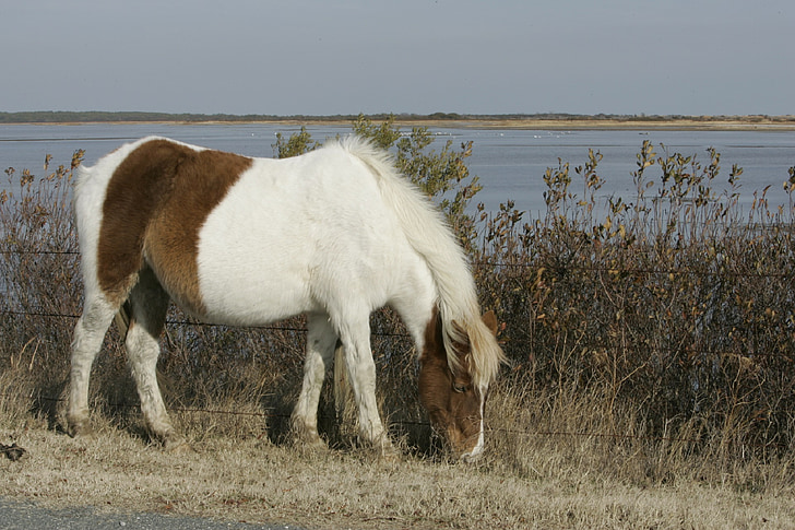 wild pony, grazing, pony, chincoteague island, virginia, usa, feral