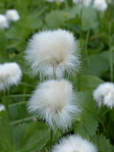 scheuchzers cottongrass, Eriophorum scheuchzeri, sura gräs växthus, halvgräs, Alpin cottongrass, cottongrass, Eriophorum