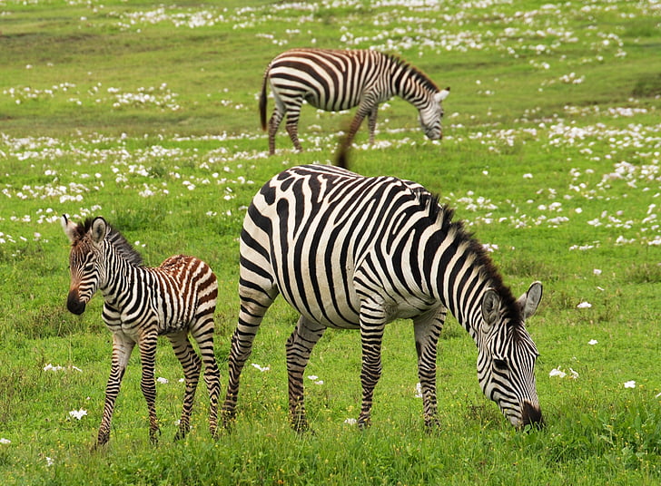 tři, zebry, tráva, pole, stravování, dítě, Zebra