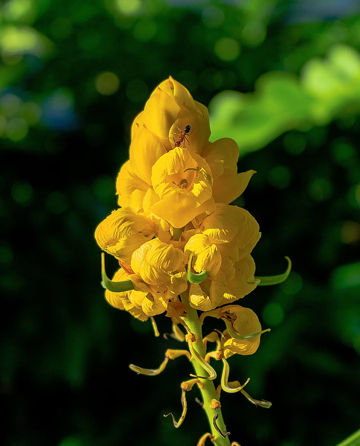 planta, mazorquilla, Senna alata, flores amarillas, flores, tropical