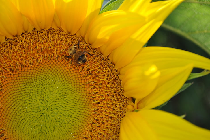 saulėgrąžų, bičių, gėlė, Gamta, geltona, vasaros, augalų