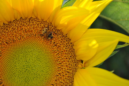 solros, Bee, blomma, naturen, gul, sommar, Anläggningen