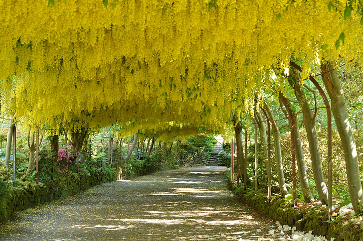 laburnum arch, flowers, bodnant gardens, wales, the way forward, yellow, tree