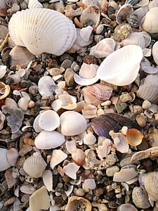 mussels, beach, sea, shells
