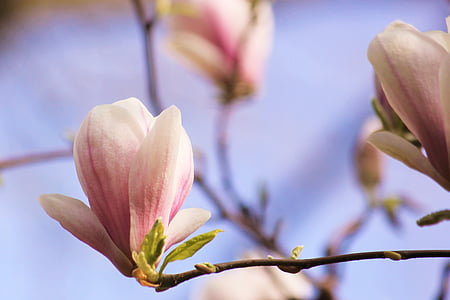 Magnólia, flor, flor, Primavera, -de-rosa, árvore de flor, árvore florescente