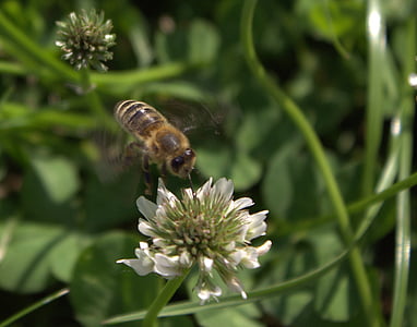 蜜蜂, 花, 昆虫, 一种动物, 动物主题, 在野外的动物, 自然