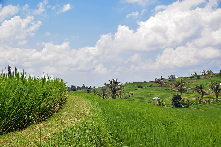 Бали, Индонезия, пътуване, ориз тераси, панорама, пейзаж, Селско стопанство