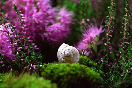 fehér, Shell, közelében, zöld, növény, rózsaszín, porzójú