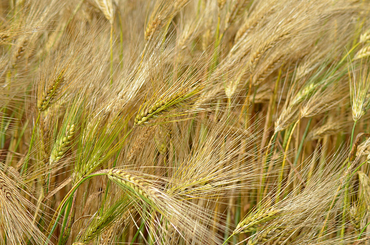 barley, cereal, agriculture, healthy food, power, dietetic, feed
