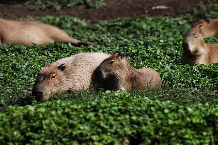 Capybara, rongeur, chigüire, animal, nature, sauvage, faune
