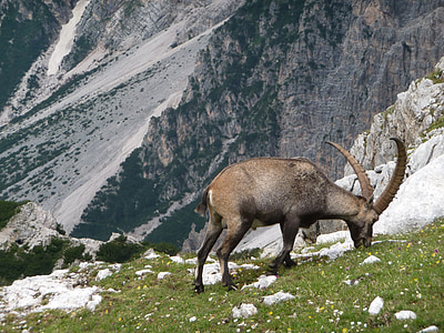 gorska koza, narave, prosto živeče živali, gorskih, rock
