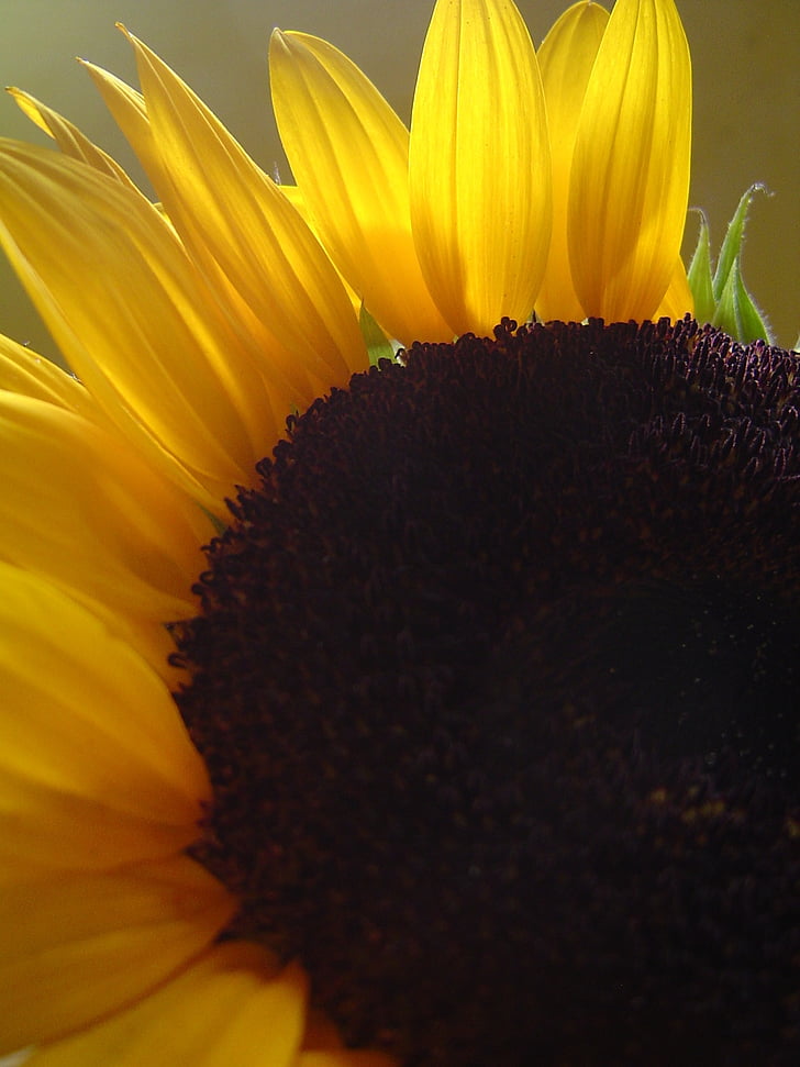 bunga matahari, kelopak bunga, lampu latar, kuning, alam, tanaman, bunga