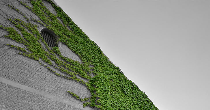 Ivy, dinding, hitam dan putih, alam, warna hijau
