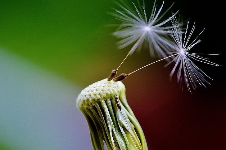 dandelion, seeds, fly, plant, close, nature